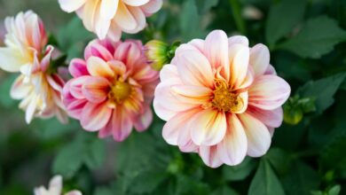 Pink Flower Perennials