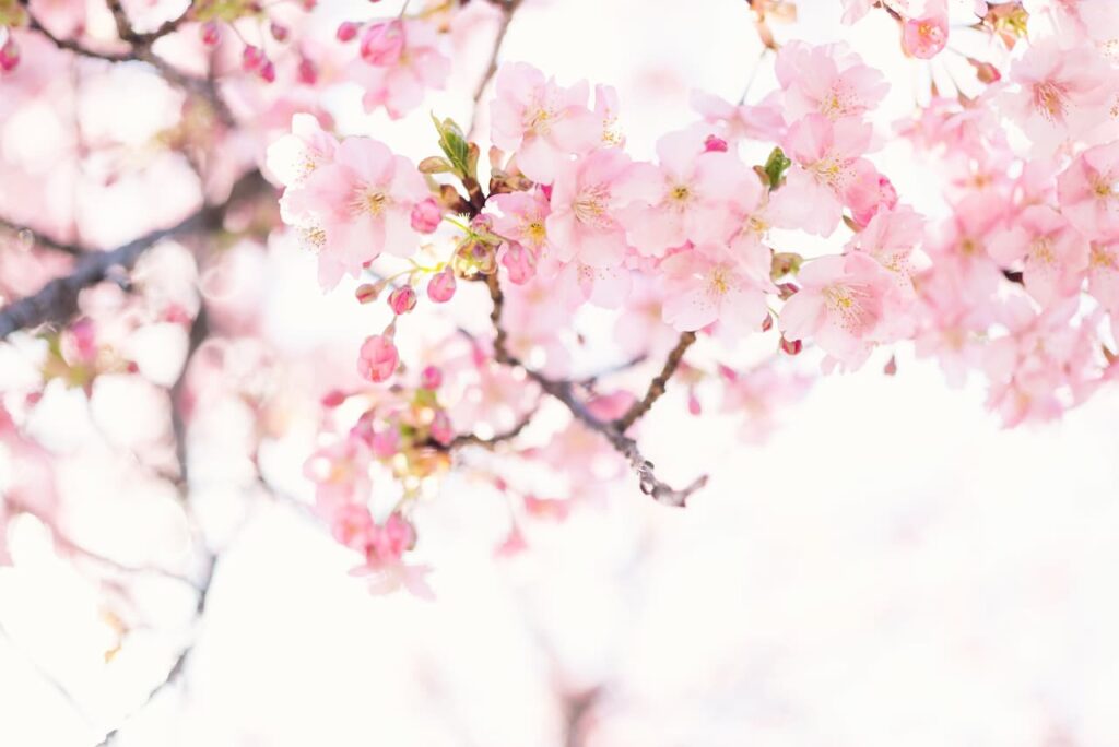 Pink Flowers