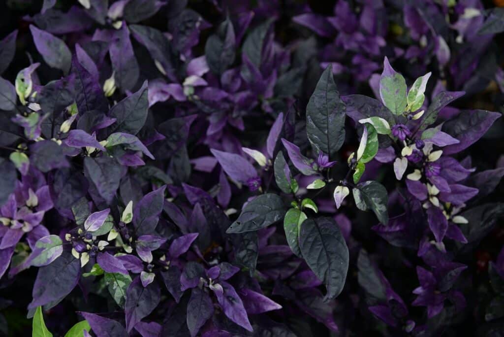  Purple Foliage