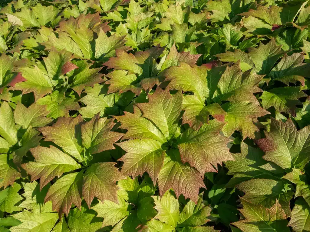 Rodgersia podophylla Leaves 
