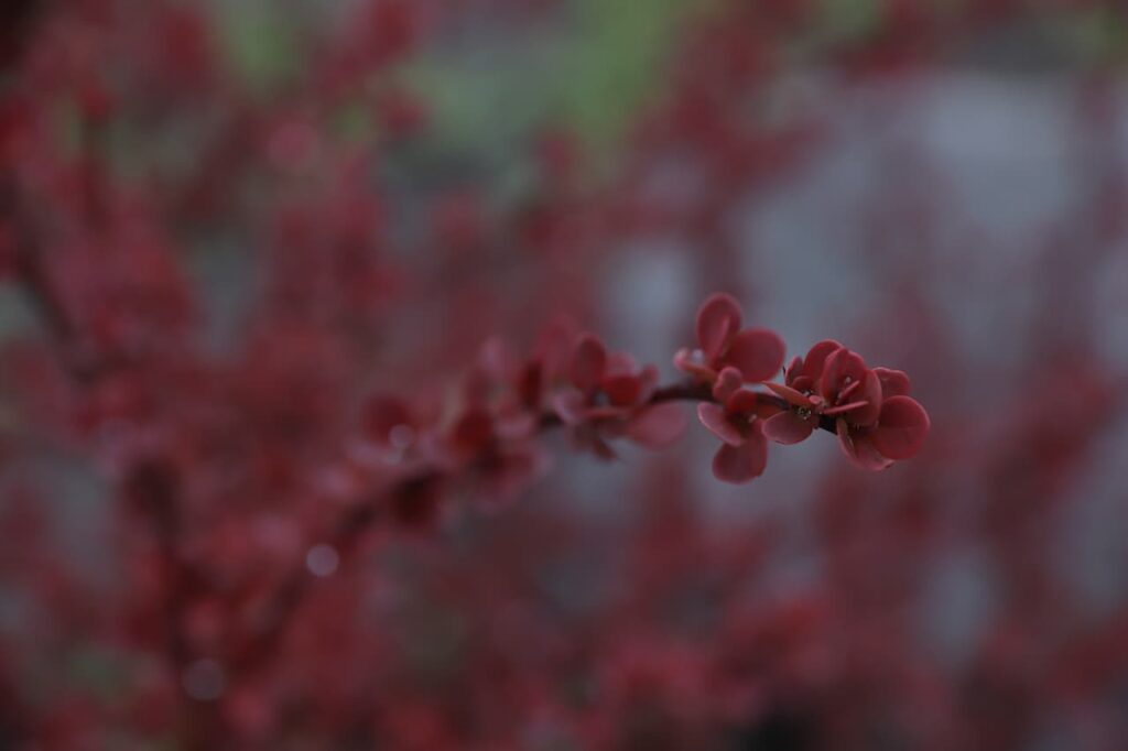 Rose Glow barberry