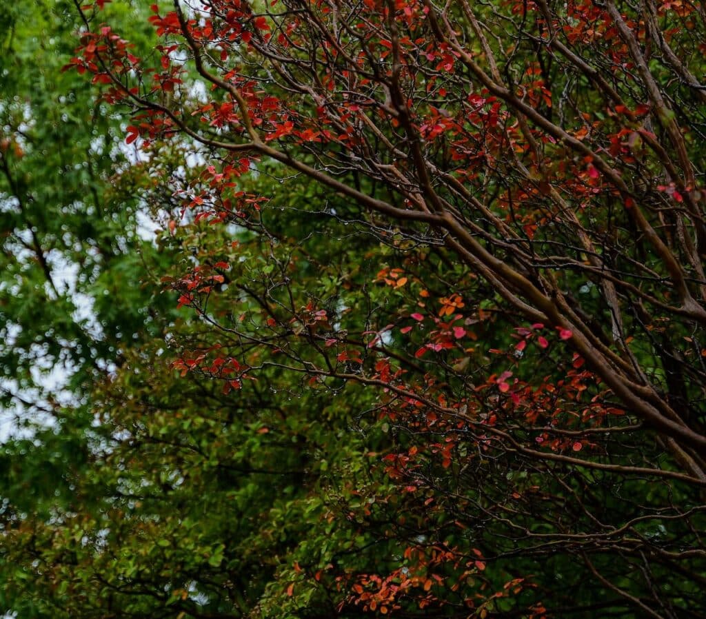 Ruffled Red Magic