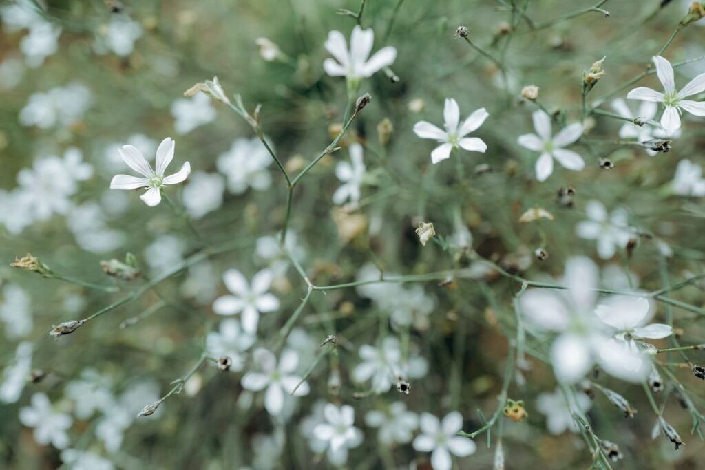 Saxifraga stolonifera