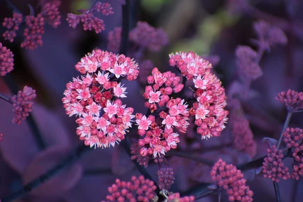 Sedum