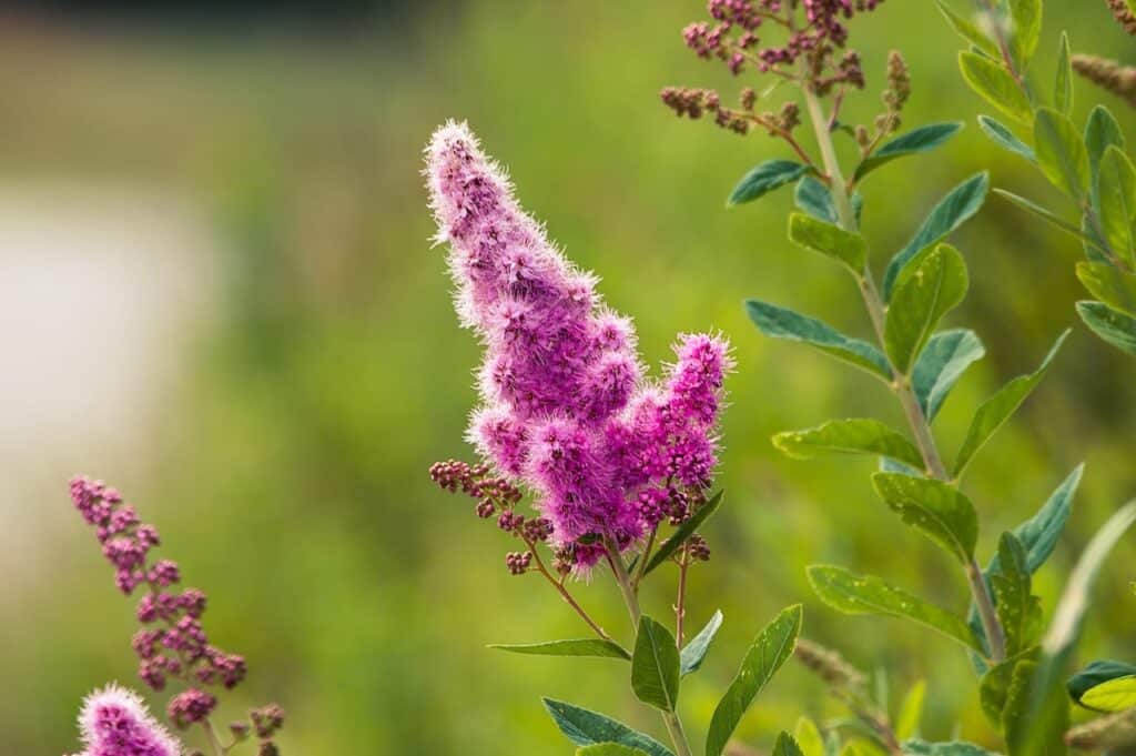 Spiraea japonica