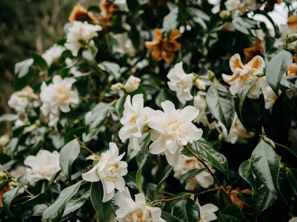 Spiraea Japonica 