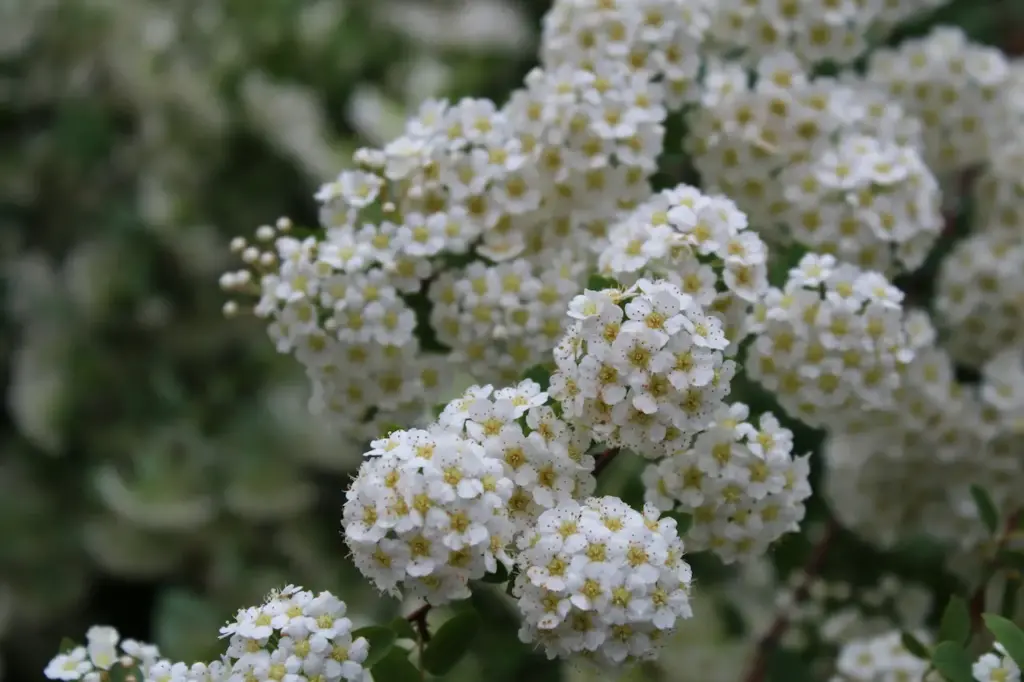 Spirea Flowers 