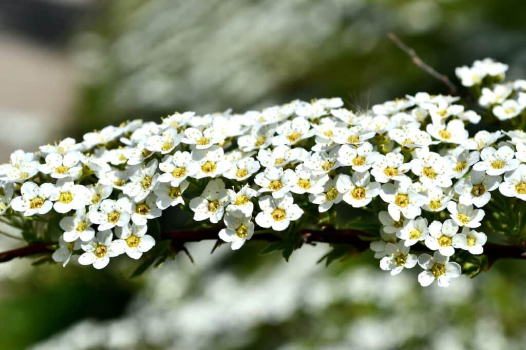 Spirea