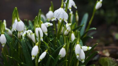 Spring Flowers