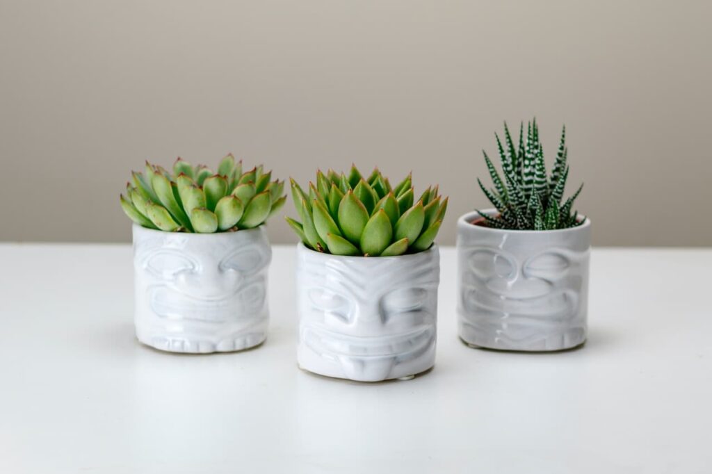 Succulent Plants