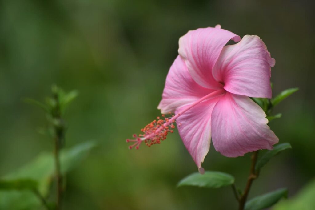 Summer Ruffle Hibiscus