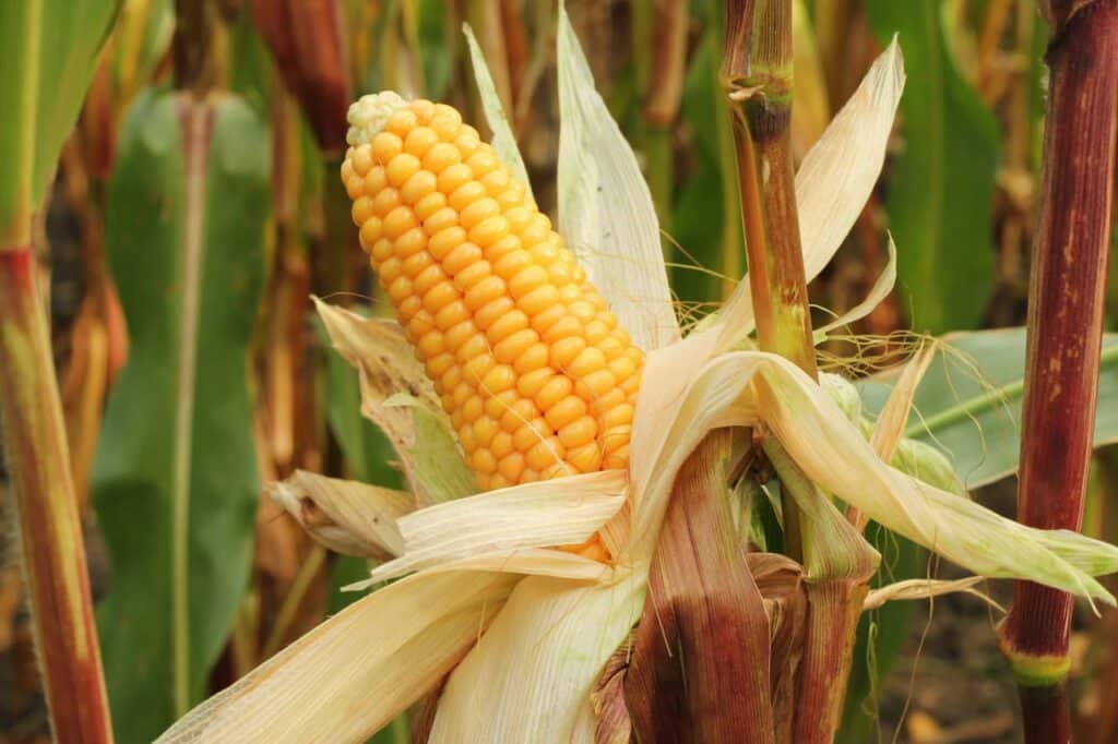 Newly harvested Sweetcorn