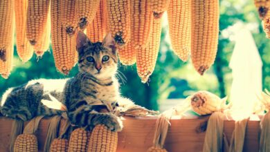 cat lying next to corn