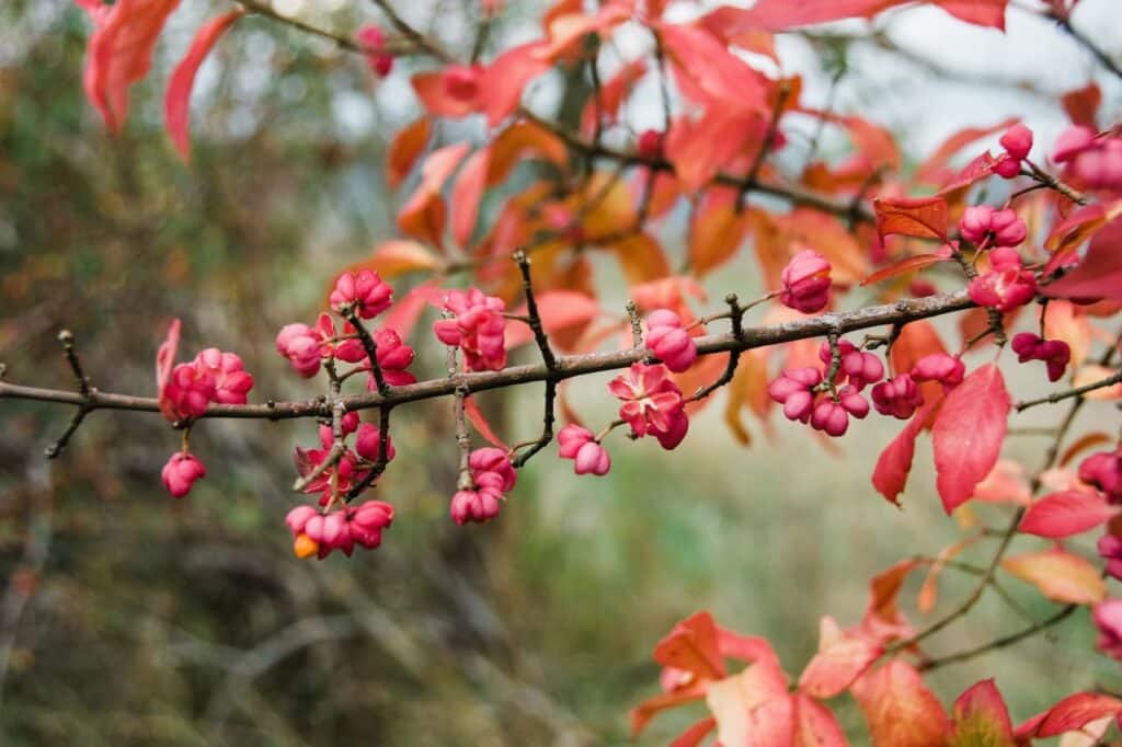 Symphoricarpos chenaultii