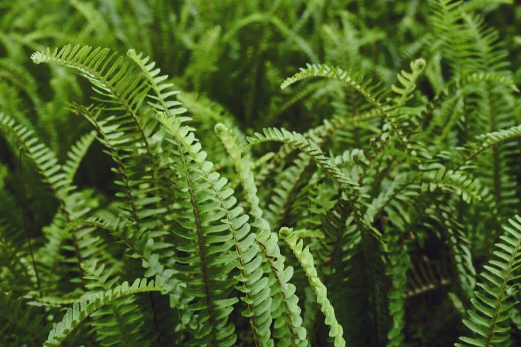 Tassel fern 