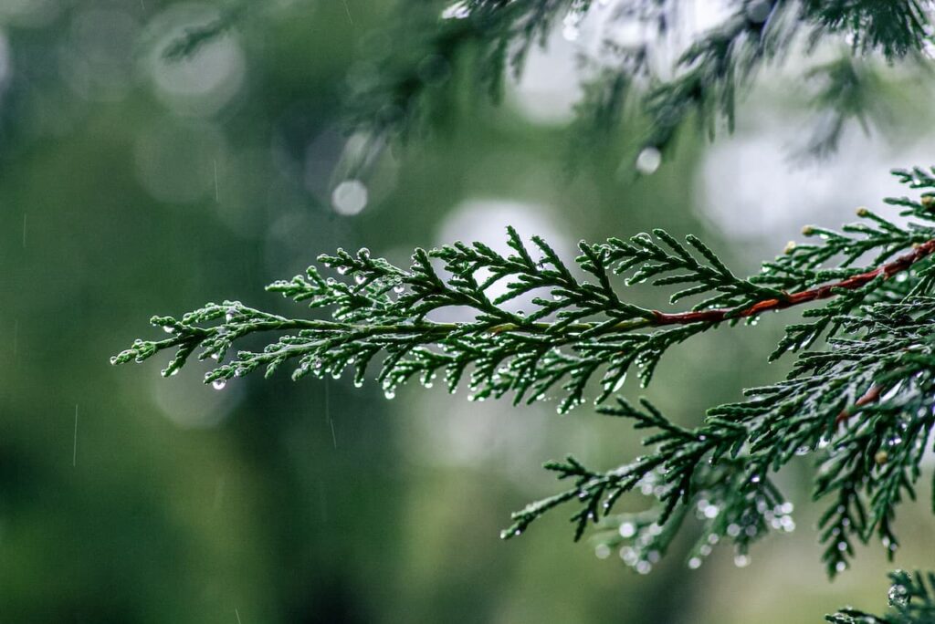 Thuja plicata