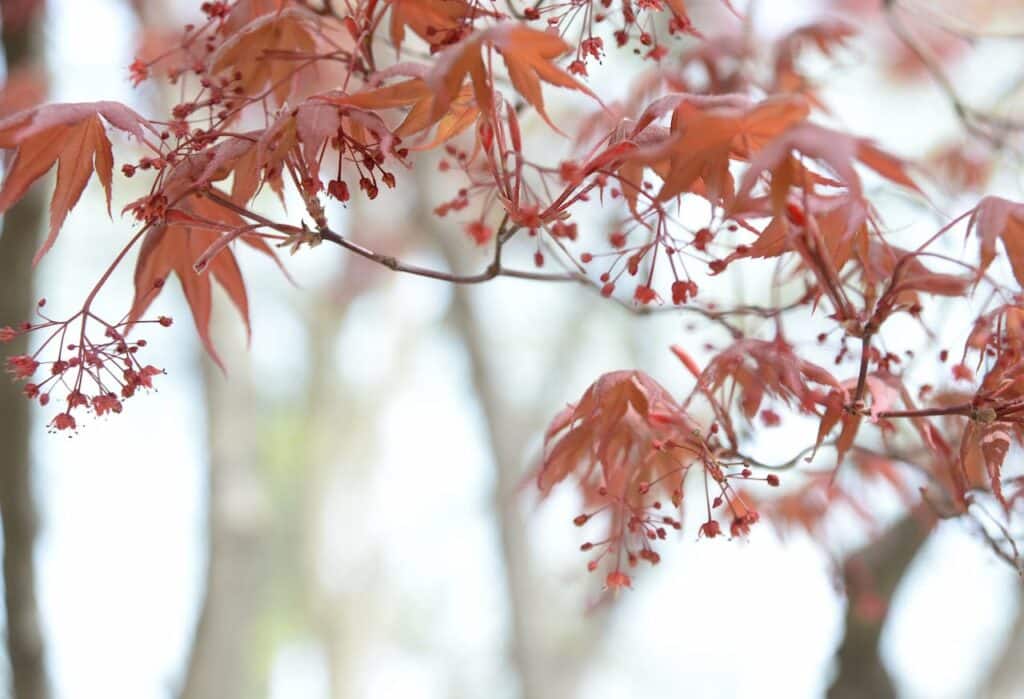 'Trompenberg' Japanese Maple