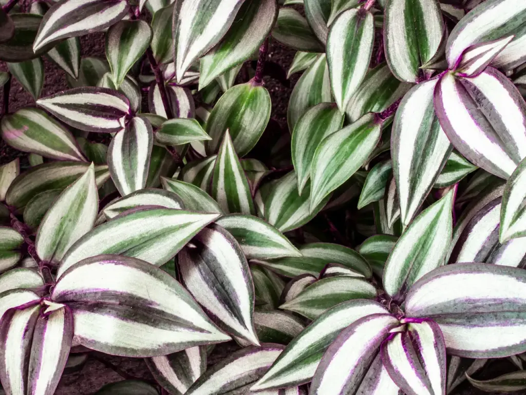 Try Purple and Silver for a Fresh Flavor