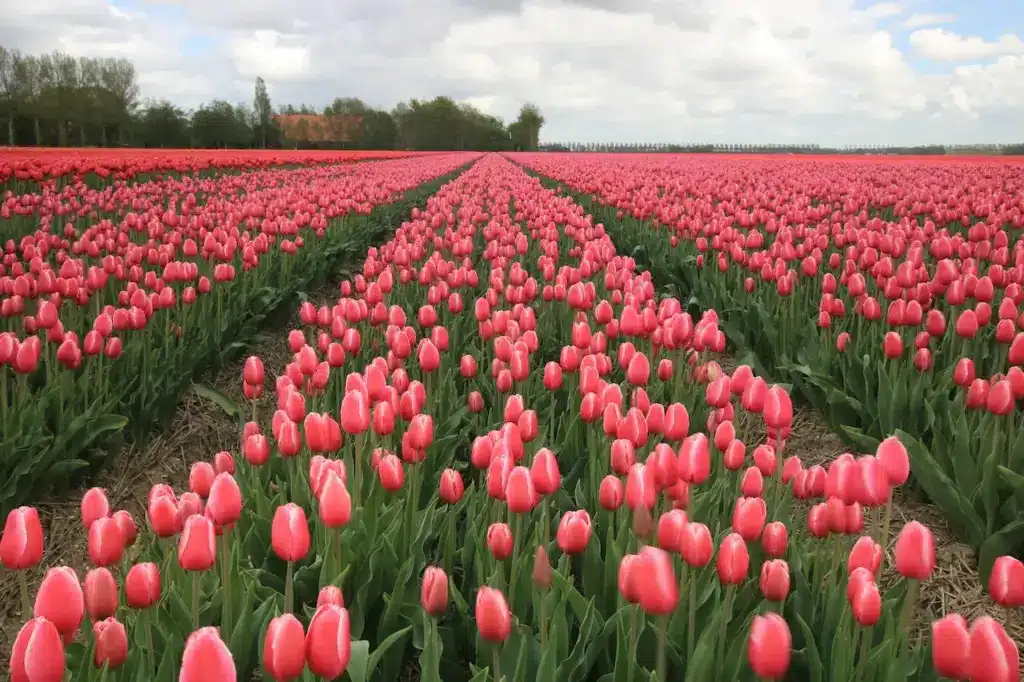 Tulips Flowers 