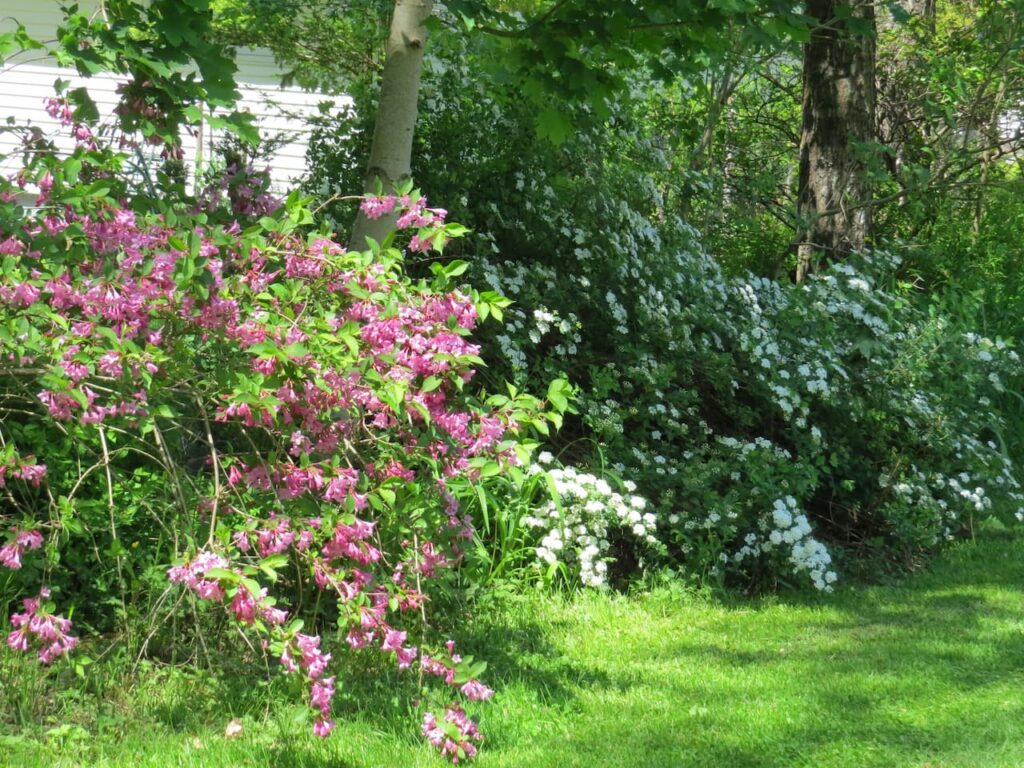 Weigela