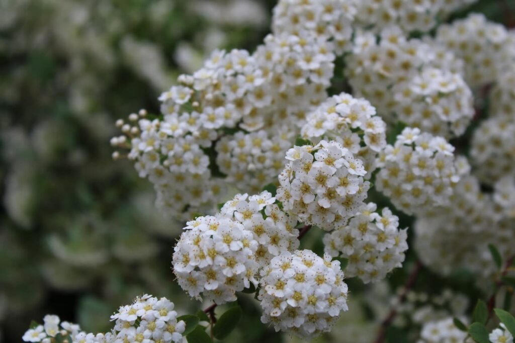 White Golden Spirea