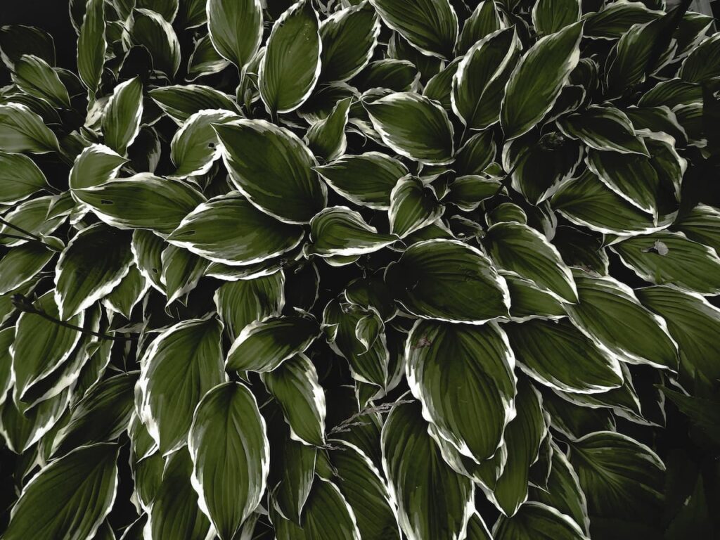 White edged Hosta