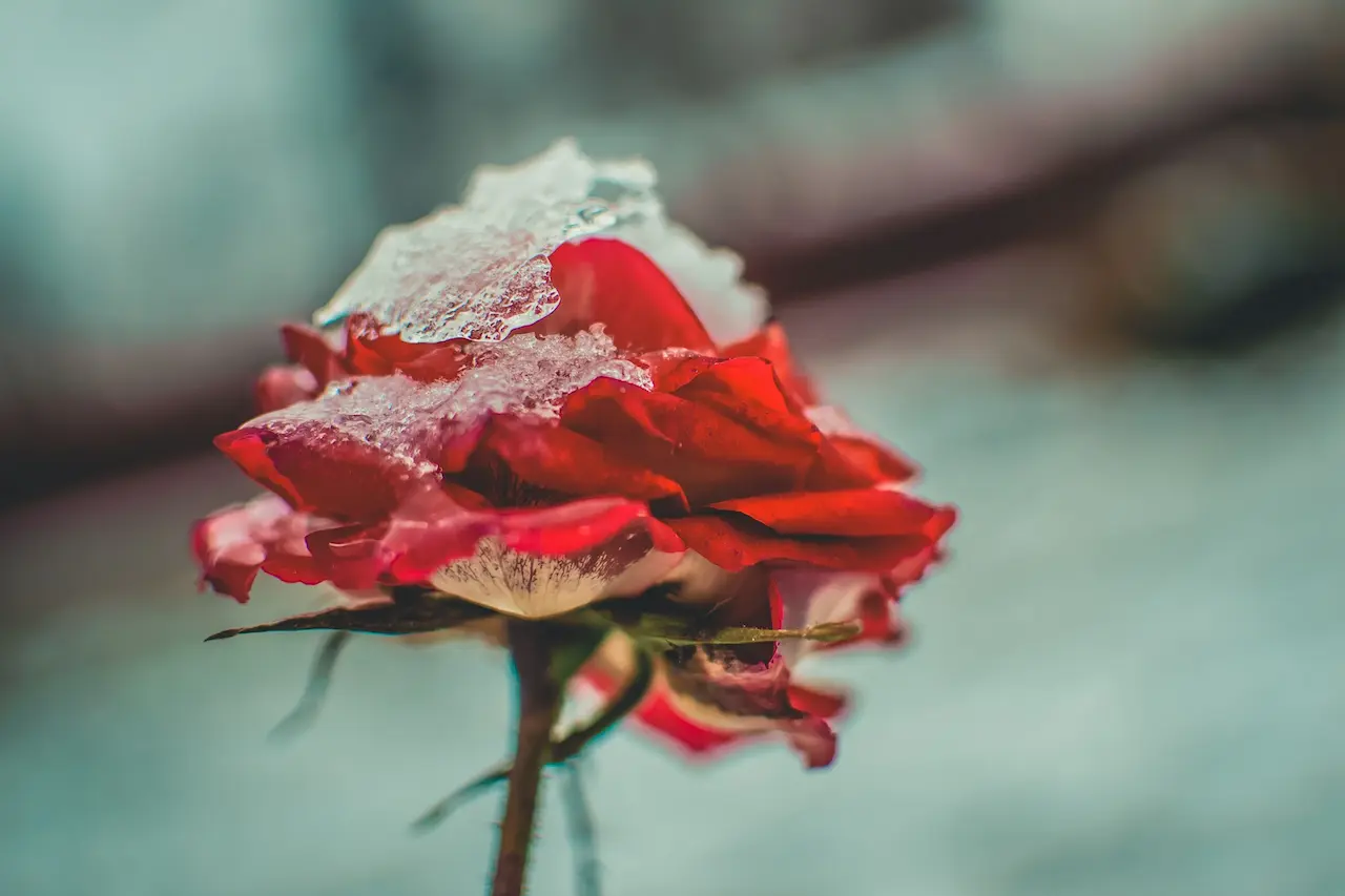 Winter Roses Its All About The Leaves | Garden Care
