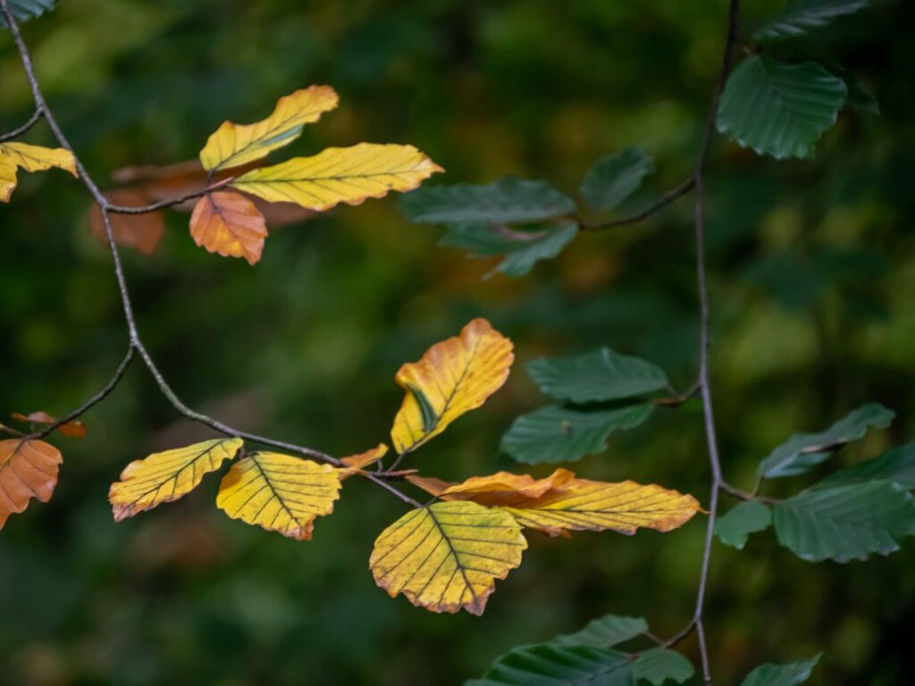 Yellow Central Vein