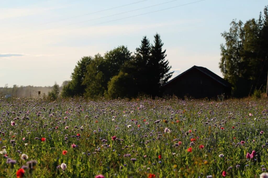 abundance of flowers