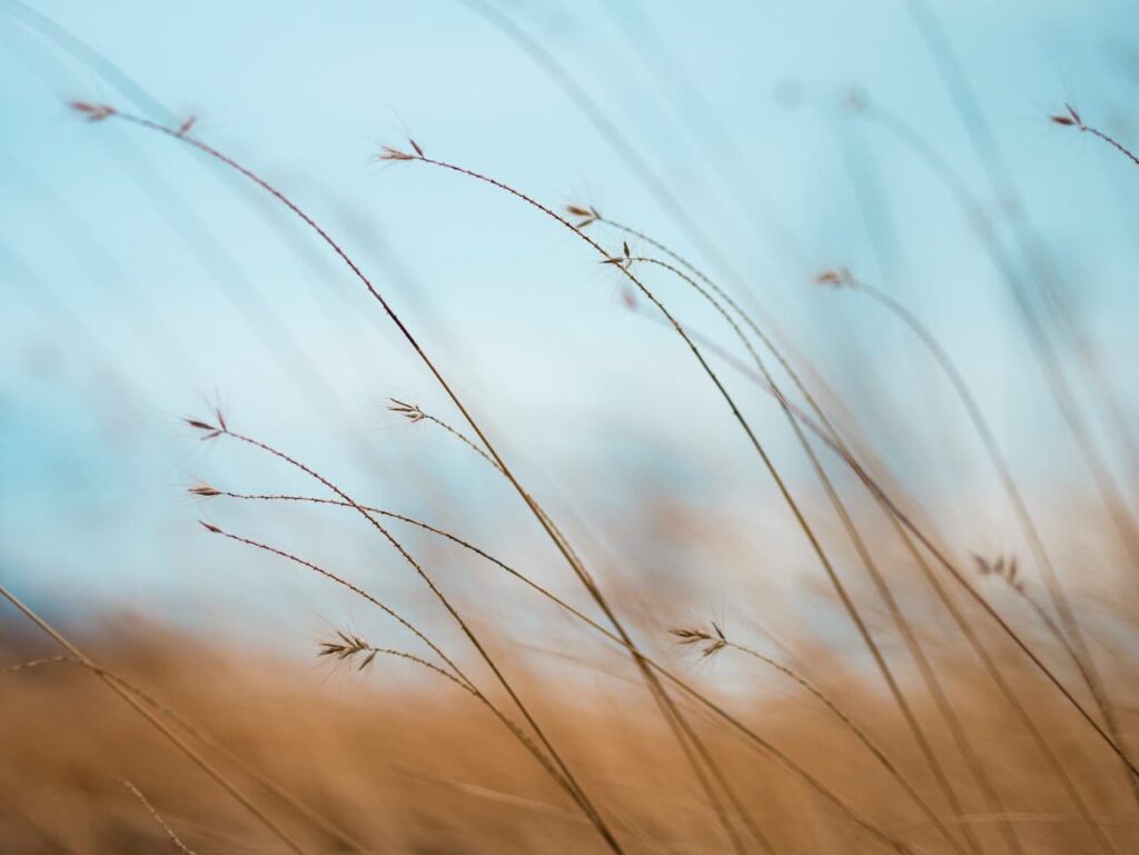 feathery grasses