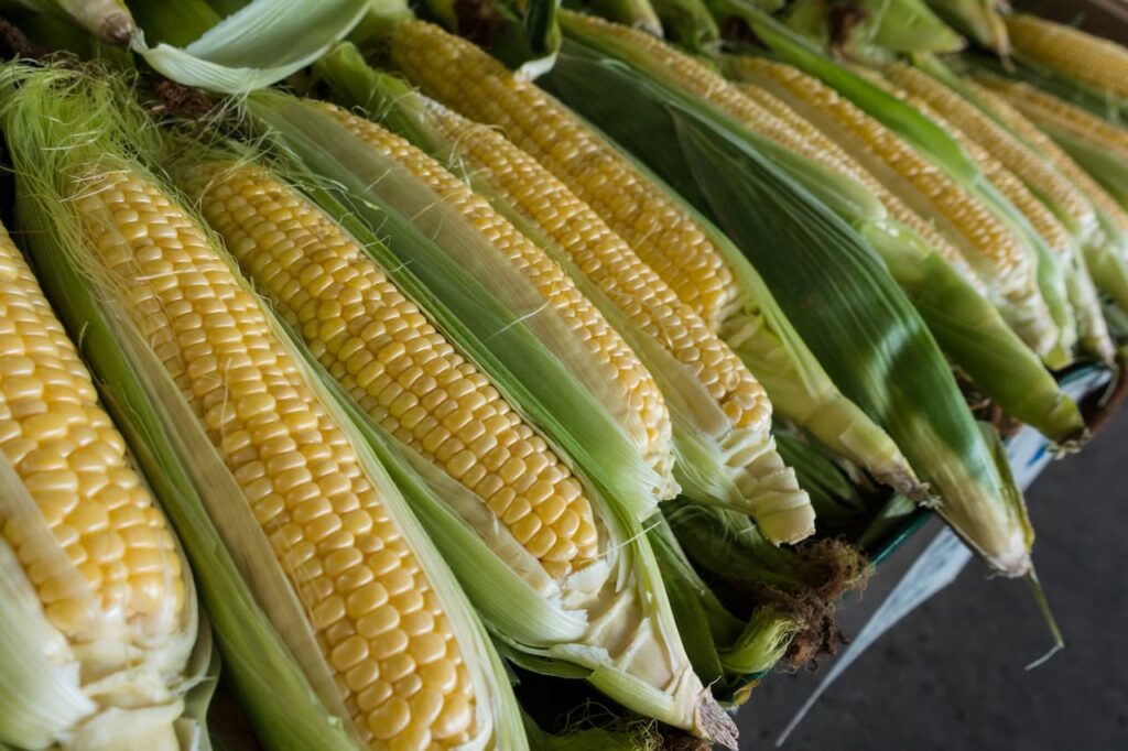 Harvested sweetcorn