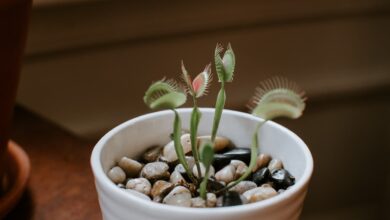 How Does A Venus Fly Trap Work