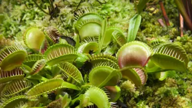 How Does A Venus Fly Trap Work
