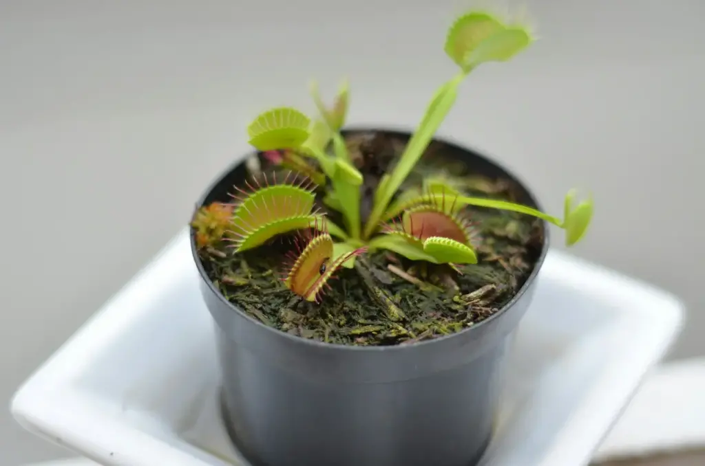 Venus Fly Trap 