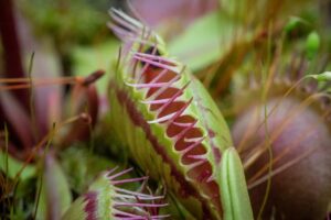 Venus Fly Trap Close Up