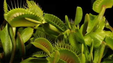 Green Plant. What Is A Carnivorous Plant?