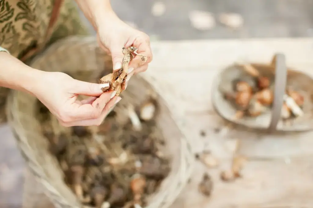 Freshly Picked Bulbs