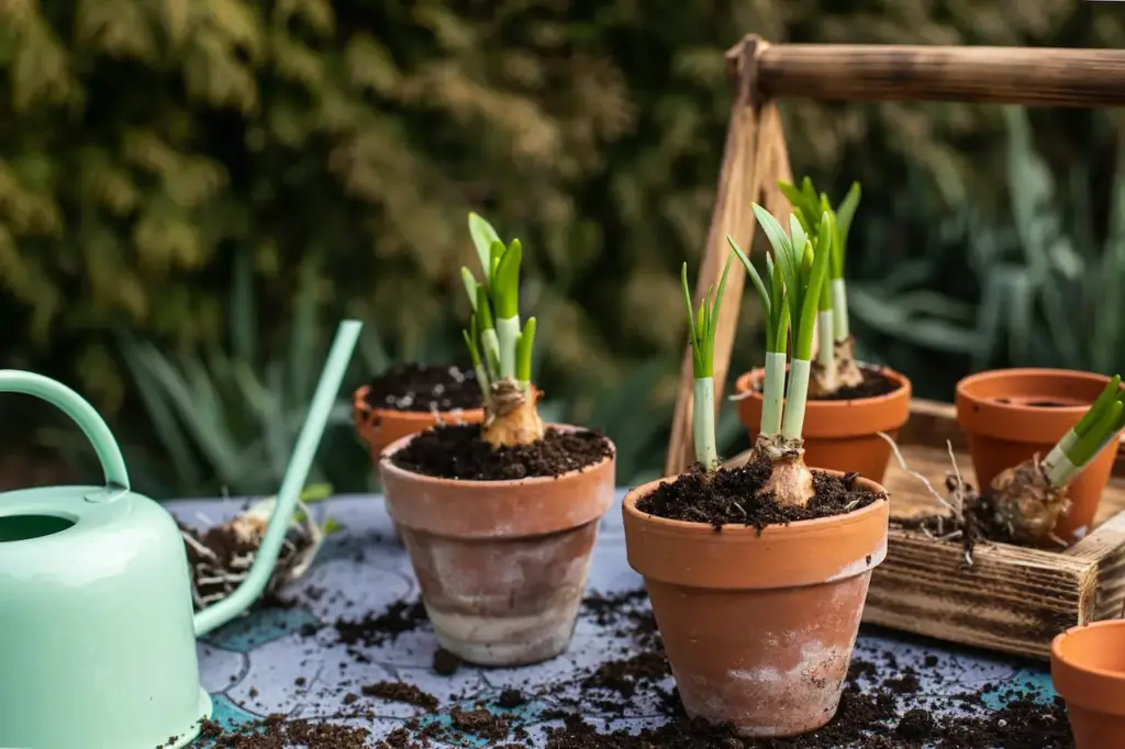 Planting Bulbs In Pots