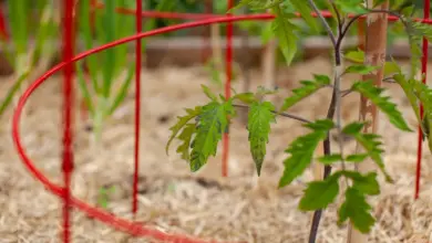 Building The Perfect Tomato Cage