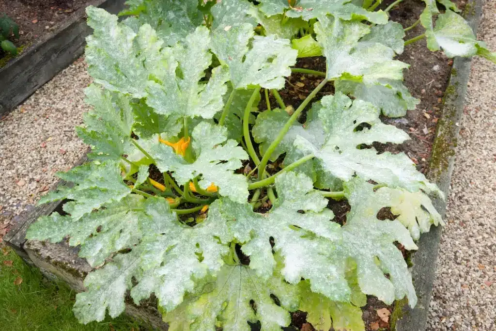 Common Causes of White Spots on Zucchini Foliage