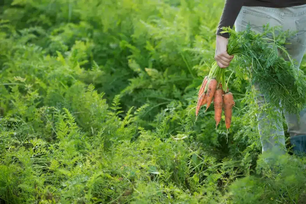 Farmer Harvesting Carrots 