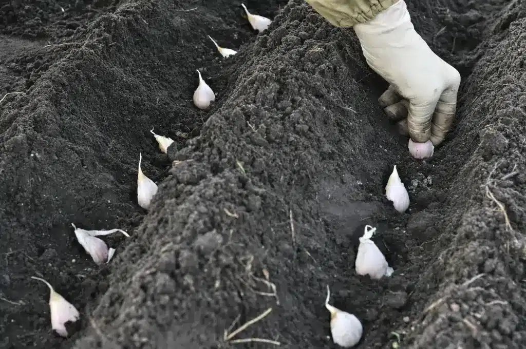 Gardener`s Hand Planting Garlic In The Garden