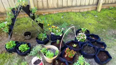 Grow Bag Gardening FAQs