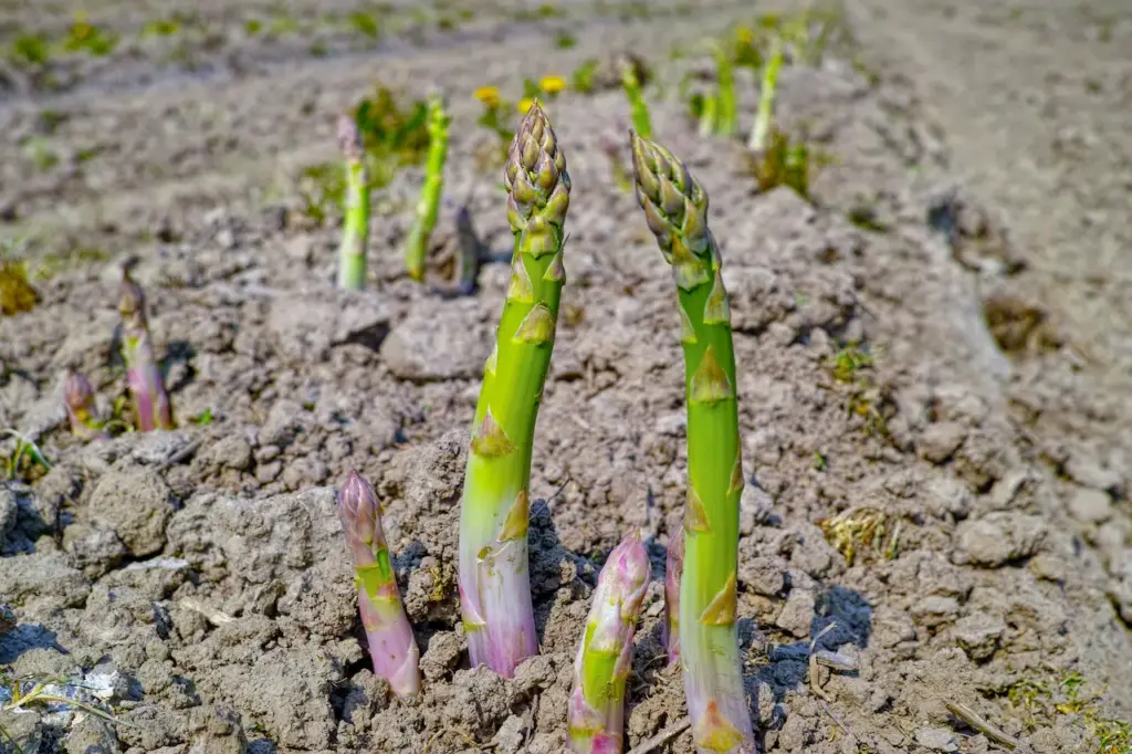 Growing Green Asparagus 