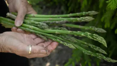 Asparagus in the Hand. How Do I Grow Asparagus?