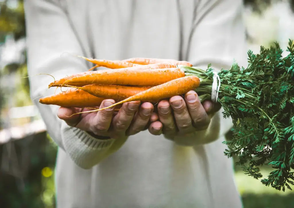 How Do I Grow Carrots? Fresh Organic Carrots in Farmers Hands
