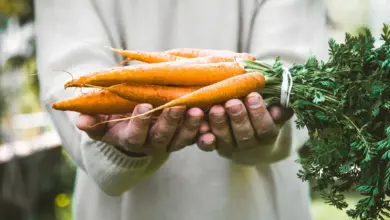 How Do I Grow Carrots? Fresh Organic Carrots in Farmers Hands