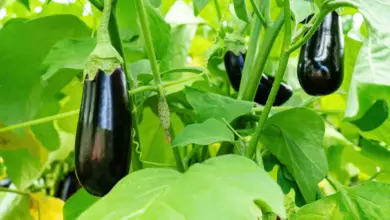 Fresh Eggplants How Do I Grow Eggplant?