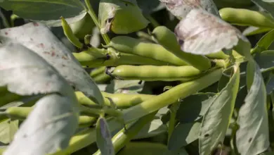 Beans Plant. How Do I Grow Green Beans?