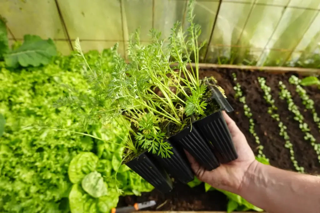 A Man Holds Carrot Seedlings